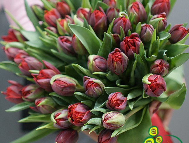 Dutch peony-style tulip in burgundy photo